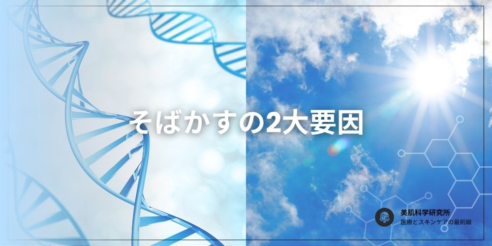 ソバカスの要因