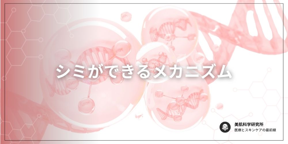シミのメカニズムを解説